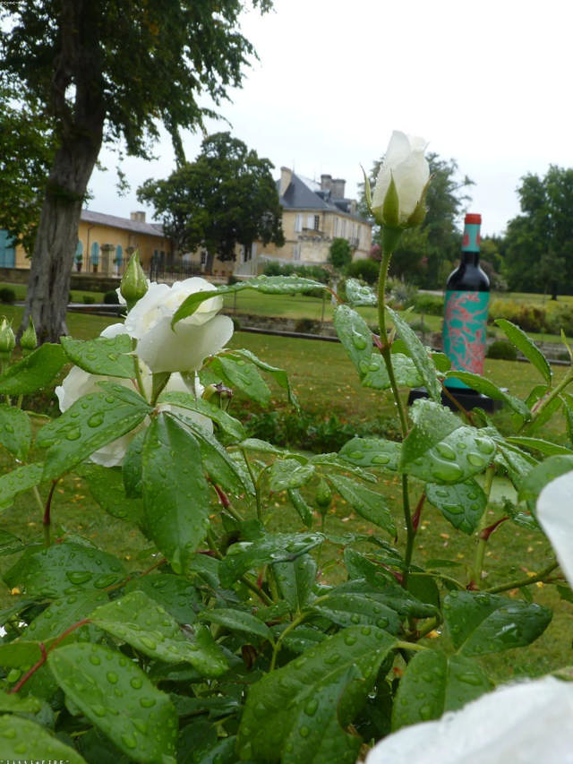 Cerasuolo d'Abruzzo 2023